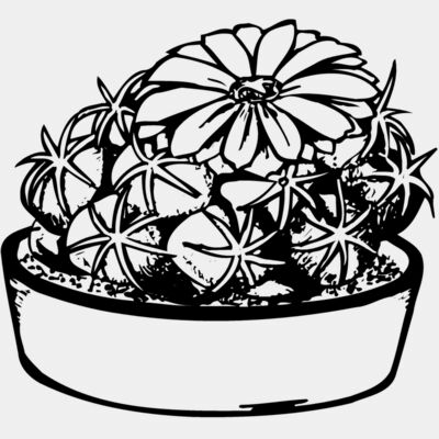CACTUS02 Thumbnail