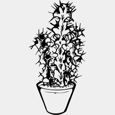 CACTUS04 Thumbnail