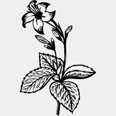 FLOWER06 Thumbnail