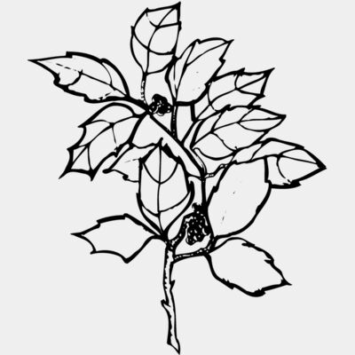 FLOWER08 Thumbnail
