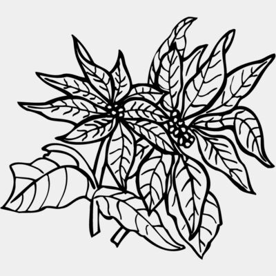 FLOWER29 Thumbnail