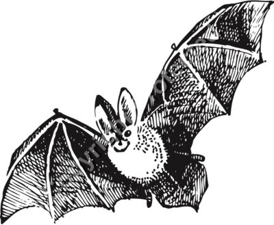 Vintage Bat Illustration - Halloween Spooky Holiday T-Shirt Design	