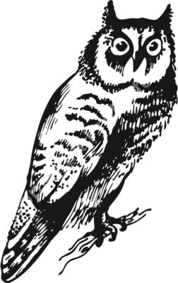 Vintage Owl Illustration - Halloween Spooky Holiday T-Shirt Design	