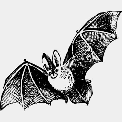 Vintage Bat Illustration Thumbnail