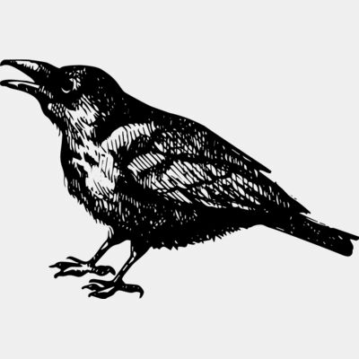 Vintage Raven Illustration Thumbnail